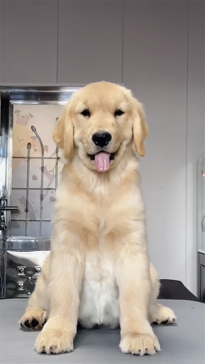 奧特曼-無窮母犬1